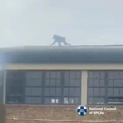 NSPCA calls for witnesses in the killing of baboon Raygun.