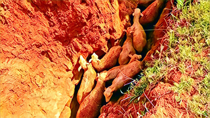 Eastern Cape Farm Attack: Woman Injured, 200 Sheep Stolen