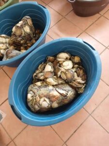Police officers seize abalone worth R1.9 million in Northern Cape farmhouse raid.