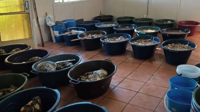 Police officers seize abalone worth R1.9 million in Northern Cape farmhouse raid.